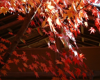 １５茶室の紅葉（１）.JPG