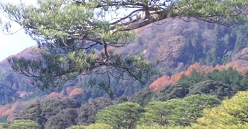 ２３苔庭の紅葉した裏山.jpg